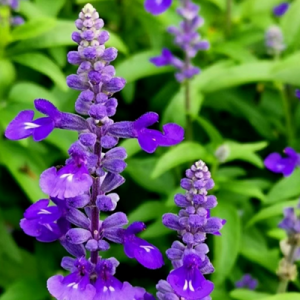 Chinese bulk supplier of clary sage oil