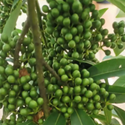 Chinese litsea oil supplier