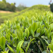 Plant-based Functional Ingredients