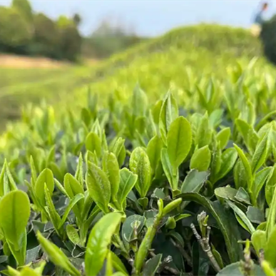 Essential oil for acne treatment