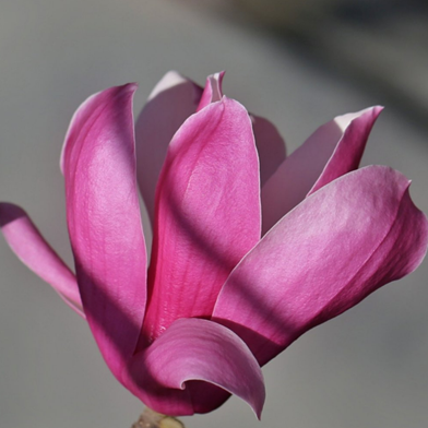 Magnolia denudata Desr