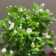 Botanical jasmine extract