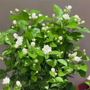 Botanical jasmine extract