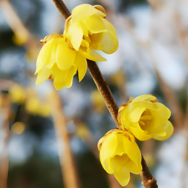 Wintersweet Flower Oil
