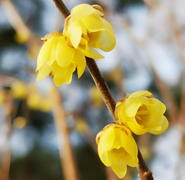 Wintersweet Flower Oil wintersweet flower oil