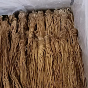 Angelica oil China supplier