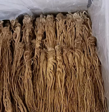 angelica root oil