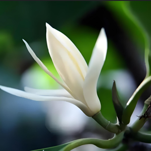 chinese magnolia blossom oil