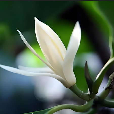 chinese magnolia blossom oil