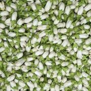 citrus aurantium flower oil