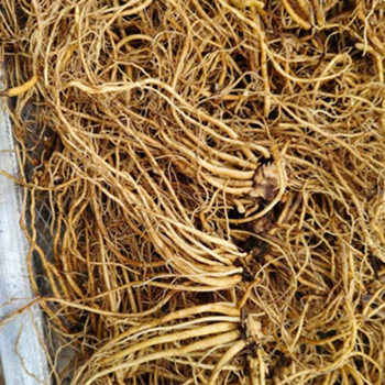 valerian root oil is used in perfumery