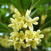 osmanthus extract for fragrance