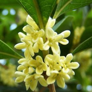 osmanthus extract for fragrance