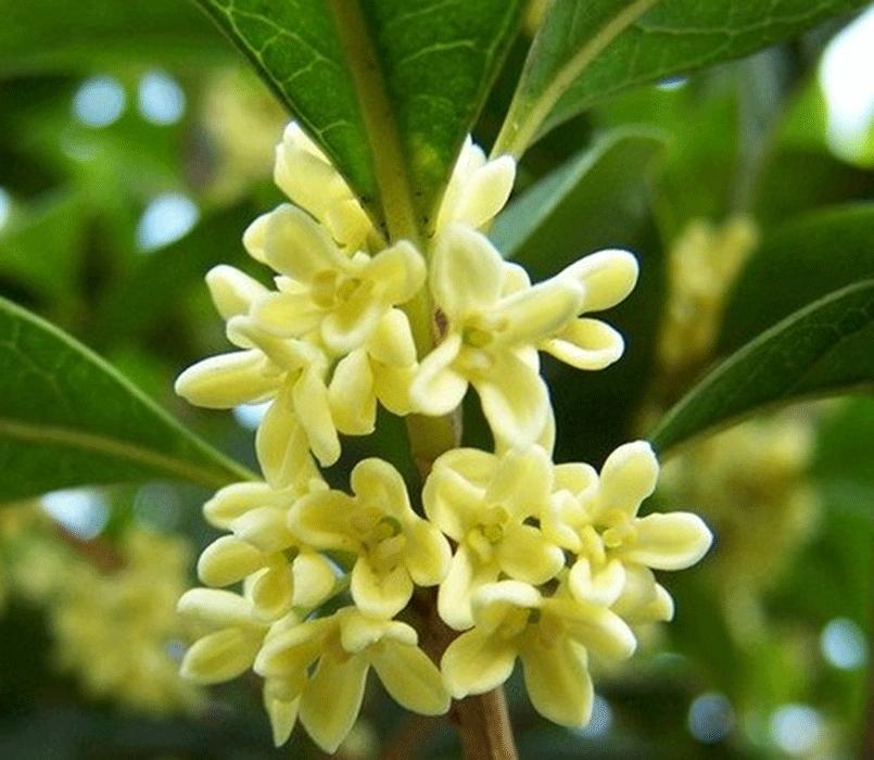 四季桂 osmanthus extract for fragrance
