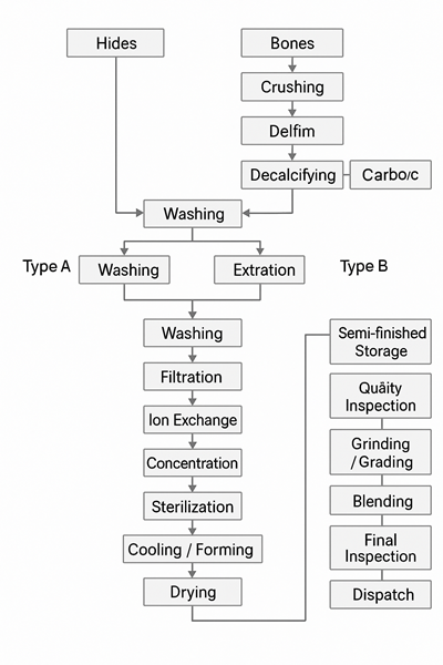 Gelatin production flow chart