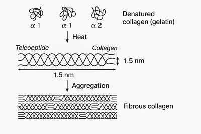 Gelatin Denatured collagen