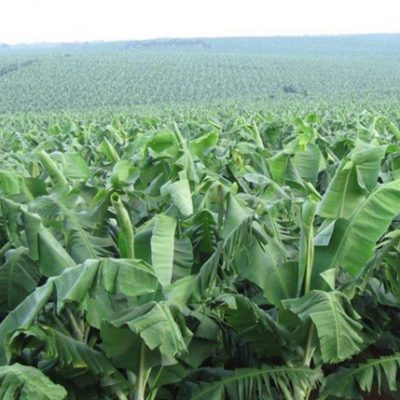 Banana-Planting-base