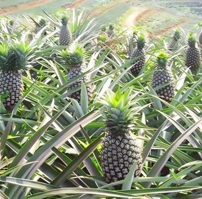 pineapple juice powder manufacturers​