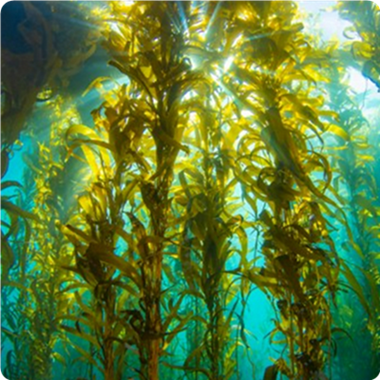 algae DHA ingredient