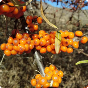 Sea Buckthorn CO2 Extract
