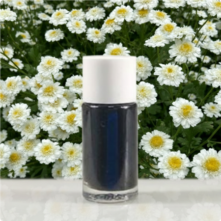 chrysanthemum extracts